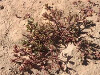 Cryophytum nodiflorum 4, Saxifraga-Michiel Drok