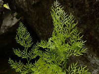 Cryptogramma crispa 13, Gekroesde rolvaren, Saxifraga-Ed Stikvoort