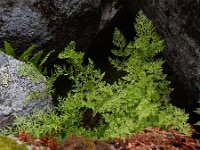 Cryptogramma crispa 14, Gekroesde rolvaren, Saxifraga-Ed Stikvoort