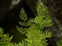 Cryptogramma crispa 15, Gekroesde rolvaren, Saxifraga-Ed Stikvoort