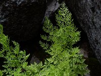 Cryptogramma crispa 16, Gekroesde rolvaren, Saxifraga-Ed Stikvoort