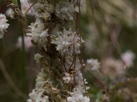 Cuscuta epithymum 11, Klein warkruid, Saxifraga-Willem van Kruijsbergen