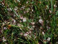 Cuscuta epithymum 51, Klein warkruid, Saxifraga-Ed Stikvoort