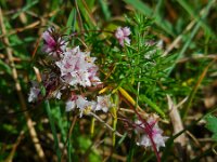 Cuscuta epithymum 52, Klein warkruid, Saxifraga-Ed Stikvoort