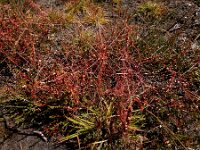 Cuscuta epithymum 53, Klein warkruid, Saxifraga-Ed Stikvoort