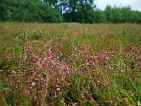 Cuscuta epithymum 54, Klein warkruid, Saxifraga-Ed Stikvoort