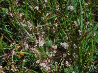 Cuscuta epithymum 55, Klein warkruid, Saxifraga-Ed Stikvoort