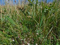 Cuscuta epithymum 56, Klein warkruid, Saxifraga-Ed Stikvoort