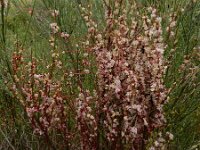 Cuscuta epithymum 57, Klein warkruid, Saxifraga-Ed Stikvoort