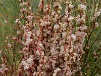 Cuscuta epithymum 58, Klein warkruid, Saxifraga-Ed Stikvoort