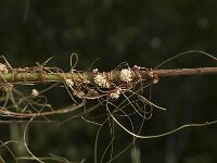Cuscuta epithymum 7, Klein warkruid, Saxifraga-Jan van der Straaten