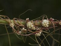 Cuscuta epithymum 8, Klein warkruid, Saxifraga-Jan van der Straaten
