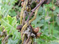 Cuscuta lupuliformis 11, Hopwarkruid, Saxifraga-Rutger Barendse