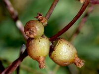 Cuscuta lupuliformis 12, Hopwarkruid, Saxifraga-Sonja Bouwman  1043. Hopwarkruid - Cuscuta lupuliformis - Convolvulaceae familie (i)