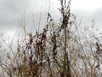 Cuscuta lupuliformis 13, Hopwarkruid, Saxifraga-Rutger Barendse