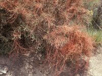 Cuscuta planiflora 2, Saxifraga-Piet Zomerdijk