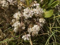 Cuscuta planiflora 3, Saxifraga-Jan van der Straaten