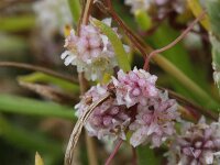 Cuscuta planiflora 6, Saxifraga-Rutger Barendse