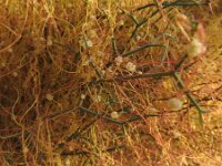 Cuscuta planiflora 8, Saxifraga-Michiel Drok