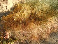 Cuscuta planiflora 9, Saxifraga-Michiel Drok