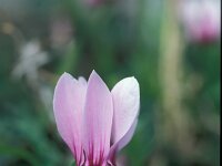 Cyclamen graecum 24, Saxifraga-Jan van der Straaten