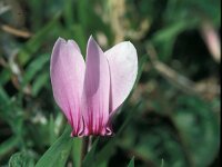 Cyclamen graecum 25, Saxifraga-Jan van der Straaten