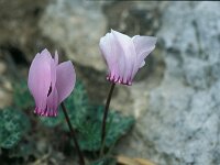 Cyclamen graecum 26, Saxifraga-Jan van der Straaten