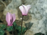 Cyclamen graecum 27, Saxifraga-Jan van der Straaten