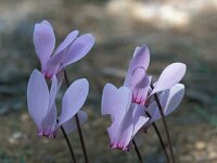 Cyclamen hederifolium 32, Saxifraga-Jan van der Straaten