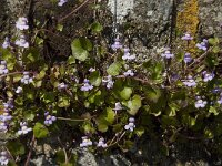 Cymbalaria muralis 4, Muurleeuwenbek, Saxifraga-Willem van Kruijsbergen