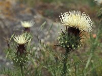 Cynara cardunculus, Cardoon