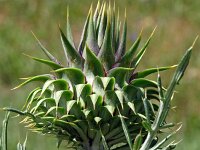 Cynara cardunculus 17, Kardoen, Saxifraga-Tom Heijnen