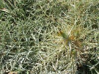 Cynara cardunculus 2, Kardoen, Saxifraga-Rutger Barendse