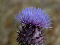 Cynara cardunculus 3, Kardoen, Saxifraga-Jan van der Straaten