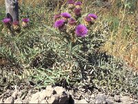 Cynara cardunculus 4, Kardoen, Saxifraga-Inigo Sanchez