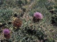 Cynara cardunculus 5, Kardoen, Saxifraga-Jan van der Straaten