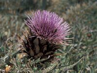 Cynara cardunculus 6, Kardoen, Saxifraga-Jan van der Straaten