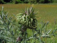 Cynara cardunculus 7, Kardoen, Saxifraga-Tom Heijnen