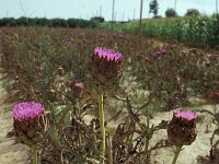 Cynara scolymus 2, Saxifraga-Piet Zomerdijk
