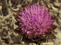 Cynara scolymus 3, Saxifraga-Piet Zomerdijk