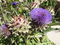 Cynara scolymus 5, Saxifraga-Harry Jans