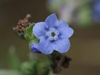 Cynoglossum amabile