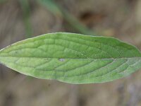 Cynoglossum amabile 2, Chinees vergeet-mij-nietje, Saxifraga-Rutger Barendse
