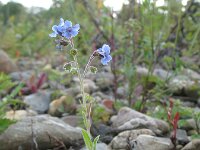 Cynoglossum amabile 3, Chinees vergeet-mij-nietje, Saxifraga-Rutger Barendse