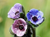 Cynoglossum creticum 24, Saxifraga-Sonja Bouwman
