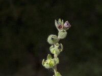 Cynoglossum creticum 7, Saxifraga-Jan van der Straaten