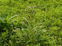 Cynoglossum officinale 23, Veldhondstong, Saxifraga-Hans Grotenhuis