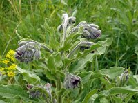 Cynoglossum officinale 25, Veldhondstong, Saxifraga-Hans Grotenhuis
