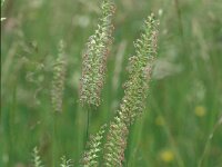 Cynosurus cristatus 10, Kamgras, Saxifraga-Jan van der Straaten
