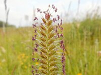 Cynosurus cristatus 20, Kamgras, Saxifraga-Ed Stikvoort